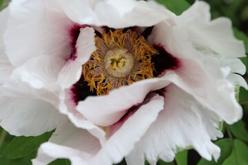 Paeonia rockii, or Rock's peony, is a tree peony species named after Joseph Rock. It is one of...