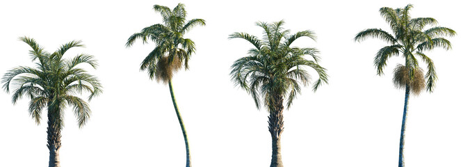 Set of 2 Butia capitata and 2 Bentinckia nicobarica frontal palms set isolated png on a transparent...