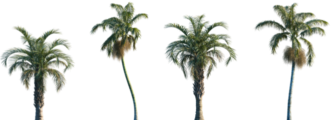 Set of 2 Butia capitata and 2 Bentinckia nicobarica frontal palms set isolated png on a transparent background perfectly cutout