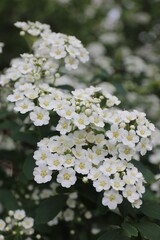 Spiraea cantoniensis, Riva spiraea, wedding wreath spiraea, double white May, Cape May or May bush...