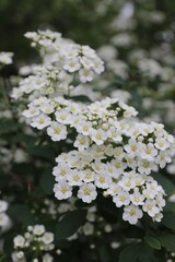 Spiraea cantoniensis, Riva spiraea, wedding wreath spiraea, double white May, Cape May or May bush...