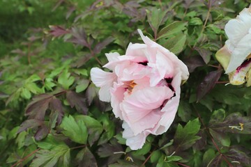 Paeonia rockii, or Rock's peony, is a tree peony species named after Joseph Rock. It is one of several species that are popularly called tree peony, and is native to the Gansu Mountains 
