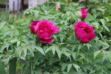 Paeonia rockii, or Rock's peony, is a tree peony species named after Joseph Rock. It is one of...