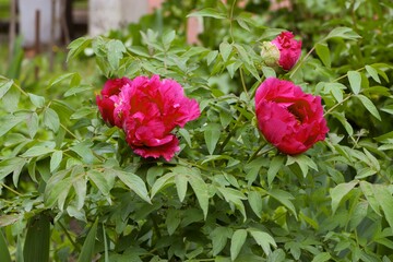 Paeonia rockii, or Rock's peony, is a tree peony species named after Joseph Rock. It is one of several species that are popularly called tree peony, and is native to the Gansu Mountains 