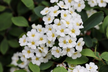 Spiraea cantoniensis, Riva spiraea, wedding wreath spiraea, double white May, Cape May or May bush is a species of plant native to China that belongs to the rose family.