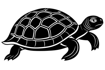 turtle vector illustration