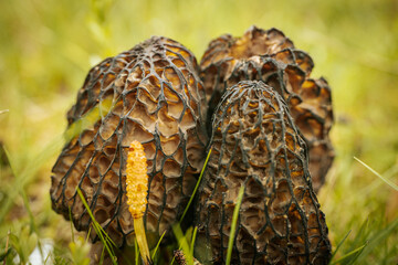 Close-up of Morchella conica mushrooms with distinctive honeycomb caps growing in green grass, captured in natural daylight.