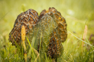 Close-up of Morchella conica mushrooms with distinctive honeycomb caps growing in green grass, captured in natural daylight.