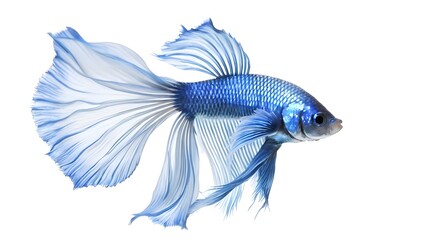 Elegant Blue Betta Fish with Flowing Fins Swimming Gracefully