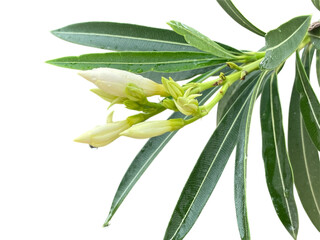 Obraz premium branch of a plant Oleander, Sweet Oleander, Rose Bay, White, green, leaves, flowers, water drops, dew