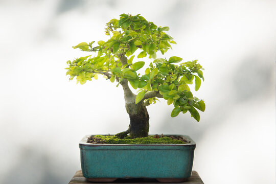 Close-up of a Japanese Crab Apple (malus sylvestris) bonsai tree on a table 