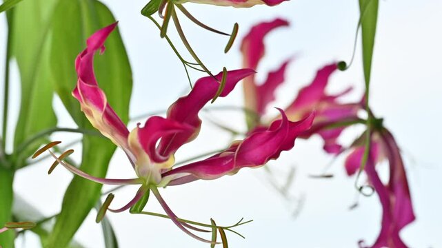 A mesmerizing close-up of the exotic Gloriosa Lily in full bloom