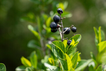 Common privet, branches of common privet