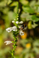 Bumblebee collecting nectar on a tall spike of white flowers in a garden during summer.
