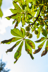 Horse chestnut tree leaves with spiky green fruits hanging, backlit by sunlight against the sky.
