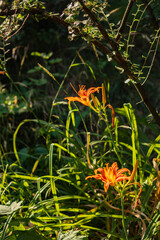 Two blooming orange lilies growing among tall grass and shrubs in natural light.
