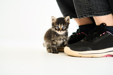 Woman petting cute little kitten. Care concept