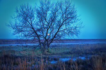 Moonscape, winter landscape with moon. The misty road, moon, lonely bare winter tree, moonlight, air of mystery