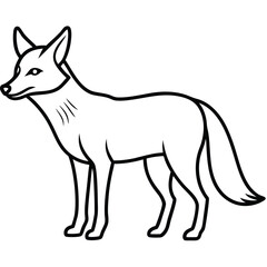 Coyote illustration white background