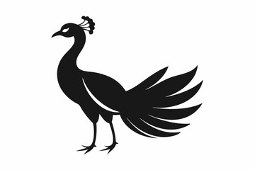 black and white rooster