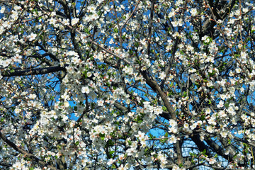 Spring March flowering. Blooming mirabalan, cherry plum (Prunus iranica) in the village yard