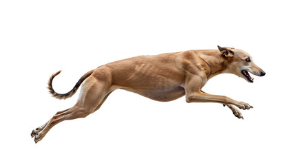Fototapeta premium A brown dog energetically leaping through the air in a clear outdoor setting, showcasing agility and motion