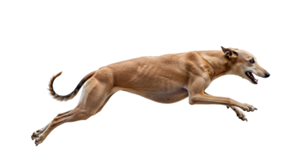 A brown dog energetically leaping through the air in a clear outdoor setting, showcasing agility and motion