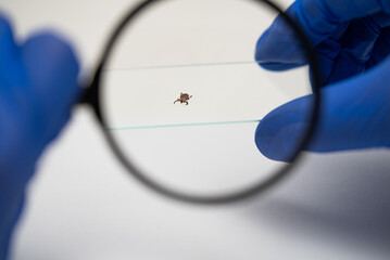 Scientist wearing blue protective gloves examining tick specimen under magnifying glass while...