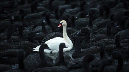 Fototapeta premium White Swan Amidst Black Swans