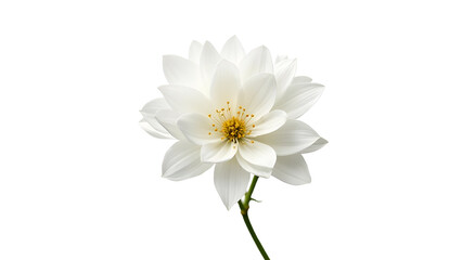 Fototapeta premium A close-up view of a pristine white flower with delicate petals and vibrant yellow stamens against a black background