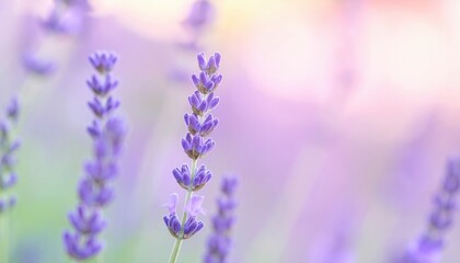 Naklejka premium Lavender blooming event nature garden floral photography serene environment close-up viewpoint tranquility concept