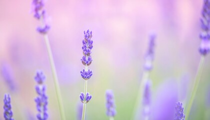Fototapeta premium Lavender blooming action in nature close-up photography serene environment soft focus viewpoint for tranquility