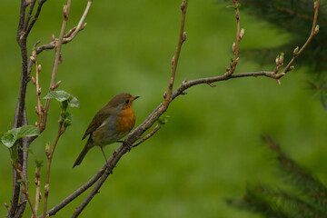 robin on a branch