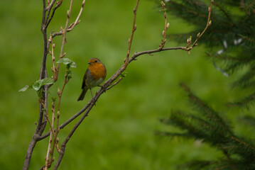 robin on a branch
