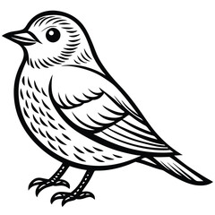 Fototapeta premium Eastern Bluebird illustration white background