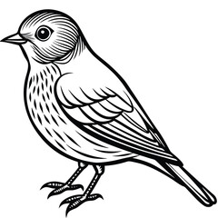 Obraz premium Eastern Bluebird illustration white background