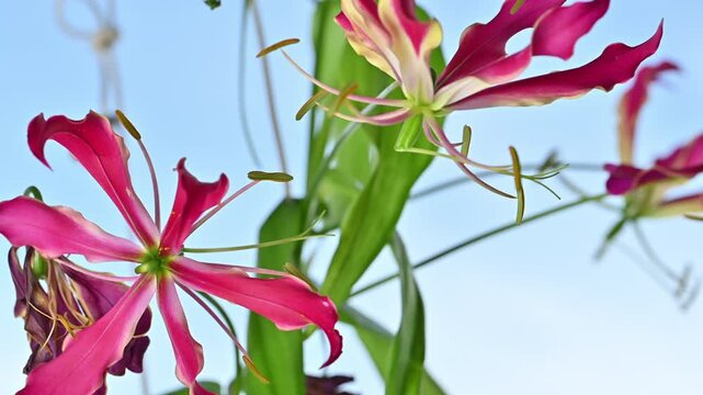 A mesmerizing close-up of the exotic Gloriosa Lily in full bloom