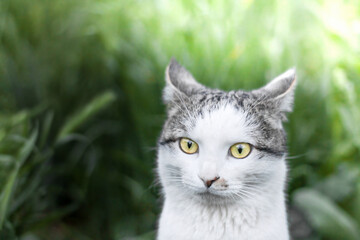 Photo of a beautiful domestic cat in a plant environment