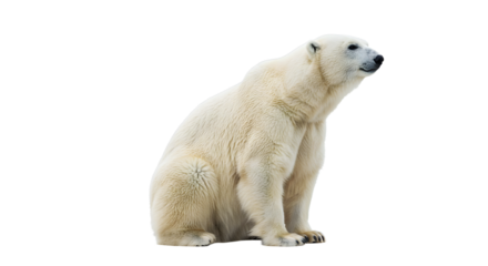 A majestic polar bear sitting gracefully on a snowy landscape, with a serene Arctic backdrop showcasing distant ice formations