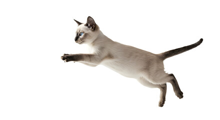 A playful Siamese cat leaping gracefully in mid-air against a transparent background, showcasing agility and energy