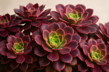Close-Up Cluster of Aeonium Rosettes in Rosy Tones