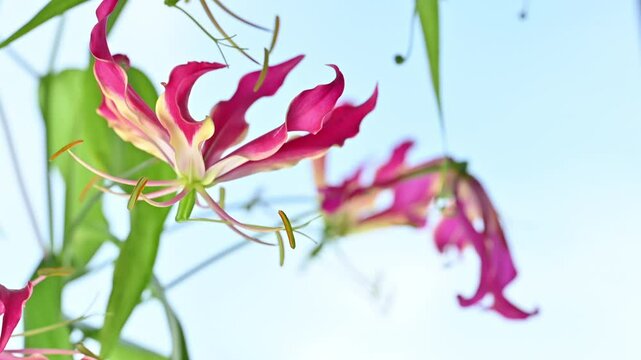 A mesmerizing close-up of the exotic Gloriosa Lily in full bloom