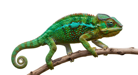 A vibrant chameleon perched on a branch, showcasing its colorful scales and unique features against a blurred natural backdrop