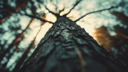 Majestic upward gaze capturing the grandeur of a towering tree trunk