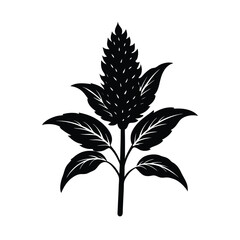 amaranth plant drawing