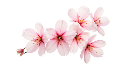 Naklejka premium Delicate pink cherry blossoms arranged gracefully on a transparent background, symbolizing spring and renewal