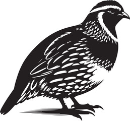 Quail silhouette vector - quail illustration - quail black vector