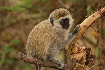 Vervet Monkey