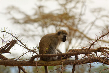 Vervet Monkey in a tree