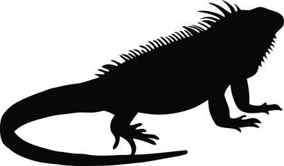 iguana on a white background